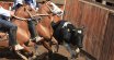 El calendario de rodeos para el fin de semana largo