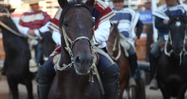 Asociación Choapa prepara Rodeo Para Criadores en Salamanca
