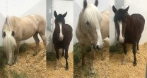 Juegos Mundiales: Caballos Chilenos están en Miami a la espera de partir a Tryon Juegos Mundiales: Caballos Chilenos están en Miami a la espera de partir a Tryon