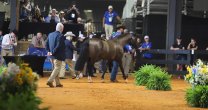 Aladino, Profanao y Guinda quedaron habilitados para competir en Tryon Aladino, Profanao y Guinda quedaron habilitados para competir en Tryon