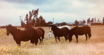 Criadores de Limarí mostrarán el Caballo de Raza Chilena a escolares Criadores de Limarí mostrarán el Caballo de Raza Chilena a escolares