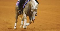 El paso del caballo chileno por Tryon en 15 imágenes El paso del caballo chileno por Tryon en 15 imágenes