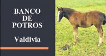 Banco de Potros se estableció en Valdivia para beneficio de todos los criadores Banco de Potros se estableció en Valdivia para beneficio de todos los criadores