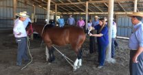 Criadores de Cardenal Caro tuvieron interesantes charlas en su Día de Campo Criadores de Cardenal Caro tuvieron interesantes charlas en su Día de Campo