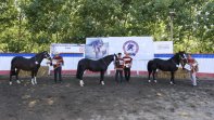 Los Alamos albergará Exposición y Rodeo Para Criadores este fin de semana Los Alamos albergará Exposición y Rodeo Para Criadores este fin de semana