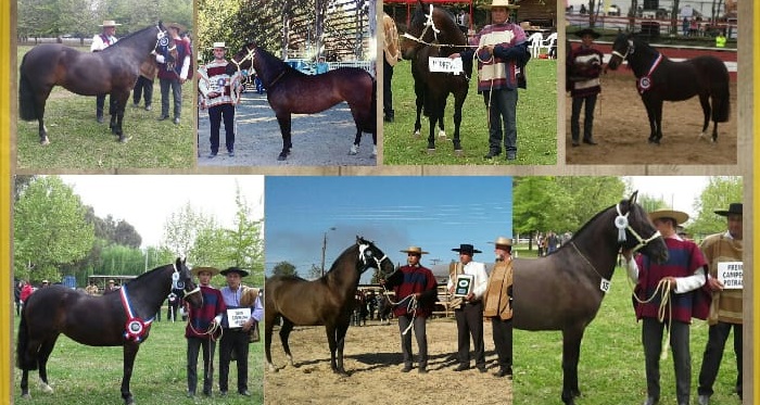 Criadores Linares se reúne este viernes en Parral para su Exposición