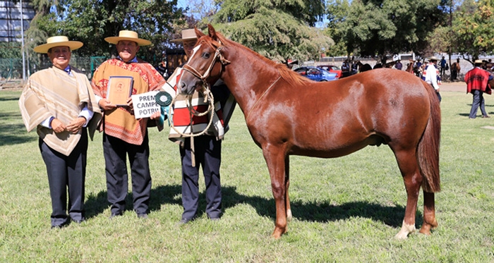 Criadores de Curicó invitan a disfrutar con Exposición y charla sobre bienestar animal