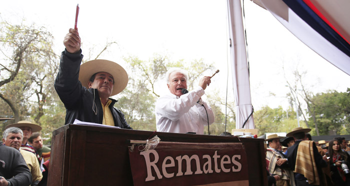 Estos son los criaderos que rematarán en el 71° Campeonato Nacional de Rodeo