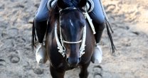 Estos son los premiados en la Final de Rodeos Para Criadores Estos son los premiados en la Final de Rodeos Para Criadores