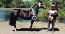 Raimundo Cuadra y la bicampeona Pallocabe Costurera: Con esto se consolida lo de Marchigüe Raimundo Cuadra y la bicampeona Pallocabe Costurera: Con esto se consolida lo de Marchigüe