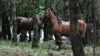 La fiesta corralera se instala en la Medialuna de Pucón