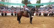 Claro de Luna Despierta se exhibió como Sello de Raza en San Fernando Claro de Luna Despierta se exhibió como Sello de Raza en San Fernando