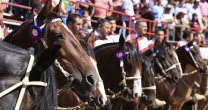 Pablo Baraona: Esperamos un espectáculo de rodeo de alto vuelo Pablo Baraona: Esperamos un espectáculo de rodeo de alto vuelo
