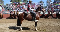 Agua de los Campos y Maquena Cachativa ganó el Sello de Raza en Batuco Agua de los Campos y Maquena Cachativa ganó el Sello de Raza en Batuco