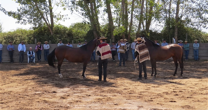 La Universidad de Talca Sede Curicó organizó charla abierta sobre el caballo raza chilena