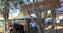 El grato ambiente corralero que se vivió en Marchigüe El grato ambiente corralero que se vivió en Marchigüe