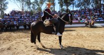 Palmas de Peñaflor Condesa se alzó como Sello de Raza en Marchigüe Palmas de Peñaflor Condesa se alzó como Sello de Raza en Marchigüe