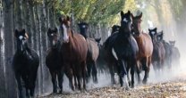 Quilmay, El Robledal, Rincomávida y La Espuelita tienen atractivo remate este jueves Quilmay, El Robledal, Rincomávida y La Espuelita tienen atractivo remate este jueves