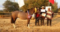 Juan Fuentes, ganador de la Expo Marchigüe: Este premio es un honor Juan Fuentes, ganador de la Expo Marchigüe: Este premio es un honor