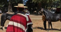 La Medialuna de Graneros recibió una muestra de criadores de Ferocam