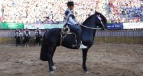 Peleco Caballero fue el Sello de Raza Peleco Caballero fue el Sello de Raza