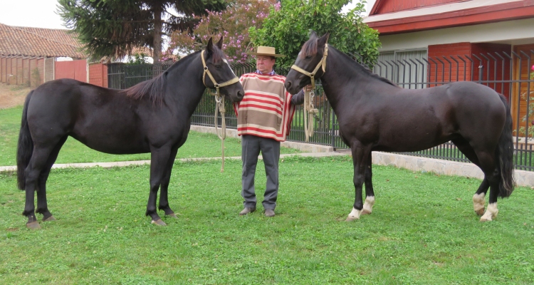 Criadero Casas de Pal Pal inicia con mucha fe la crianza del Caballo Chileno