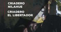 Criaderos Nilahue y El Libertador tienen atractivo remate este miércoles Criaderos Nilahue y El Libertador tienen atractivo remate este miércoles
