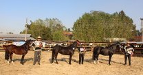 Exposición de caballos chilenos engalanará programa del Nacional Universitario Exposición de caballos chilenos engalanará programa del Nacional Universitario