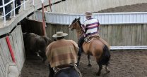 Estas son las fechas de cierre de la Temporada Chica y el reinicio de los Rodeos Estas son las fechas de cierre de la Temporada Chica y el reinicio de los Rodeos