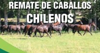 Criaderos Río Cruces y Casas de Bramadero tiene interesante remate este jueves Criaderos Río Cruces y Casas de Bramadero tiene interesante remate este jueves