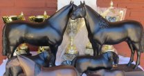 Masiva asistencia tendrá premiación de los Criadores de Ñuble Masiva asistencia tendrá premiación de los Criadores de Ñuble