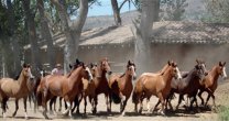 Criadero Santa Elba tiene importante remate este sábado Criadero Santa Elba tiene importante remate este sábado