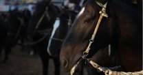 Cortés y Bravo sueñan con los Clasificatorios tras ganar Rodeo Libre del Club del Sol y Cobre Cortés y Bravo sueñan con los Clasificatorios tras ganar Rodeo Libre del Club del Sol y Cobre
