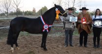 Criadero Altos de Liucura cosecha premios en su corta trayectoria Criadero Altos de Liucura cosecha premios en su corta trayectoria