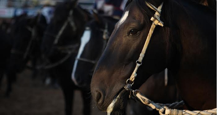 Club Valle de Camarones tendrá el primero de sus dos rodeos libres consecutivos