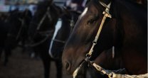 Club Valle de Camarones tendrá el primero de sus dos rodeos libres consecutivos Club Valle de Camarones tendrá el primero de sus dos rodeos libres consecutivos
