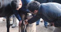 Puerto Natales recibe Clínica de Herraje para criadores de Ultima Esperanza Puerto Natales recibe Clínica de Herraje para criadores de Ultima Esperanza
