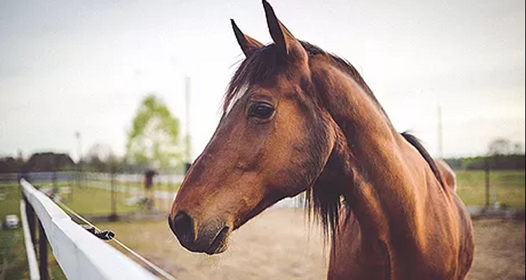 Equusvet espera con entusiasmo el Día de Campo de los criadores de Linares
