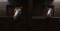 La muestra de caballos en el Criadero Doña Emma La muestra de caballos en el Criadero Doña Emma