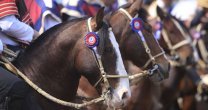Corraleras preparan una gran fiesta de culminación de la Temporada 2018-2019 Corraleras preparan una gran fiesta de culminación de la Temporada 2018-2019