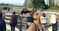 Criadores de Linares tuvieron ameno Día de Campo en Clínica Veterinaria Equusvet Criadores de Linares tuvieron ameno Día de Campo en Clínica Veterinaria Equusvet