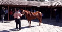 Criadores de Limarí conocieron el trabajo de Palmas de Peñaflor en su Día de Campo Criadores de Limarí conocieron el trabajo de Palmas de Peñaflor en su Día de Campo