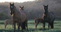 Criaderos Alantañita, Corrales del Monte, Muticura y Don Tonel tienen remate de caballos corriendo Criaderos Alantañita, Corrales del Monte, Muticura y Don Tonel tienen remate de caballos corriendo