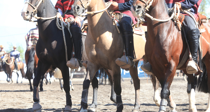 Se viene el III Campeonato Nacional de Rodeo para Petiseros en Pelarco
