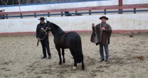 Taller de la Asociación de Criadores Arauco se desarrolló con éxito en Cañete Taller de la Asociación de Criadores Arauco se desarrolló con éxito en Cañete