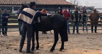 Criadores de Talca tuvieron Día de Campo en la Escuela Agrícola de Duao Criadores de Talca tuvieron Día de Campo en la Escuela Agrícola de Duao