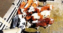 Ganaderos afectados por la sequía podrán vender sus productos en remate organizado por Tattersall Ganaderos afectados por la sequía podrán vender sus productos en remate organizado por Tattersall