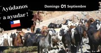 Amazonas de la Tradición Chilena se sumaron a campaña por la sequía Amazonas de la Tradición Chilena se sumaron a campaña por la sequía
