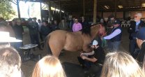 Criadores de Cardenal Caro tuvieron una gran jornada en Marchigüe Criadores de Cardenal Caro tuvieron una gran jornada en Marchigüe