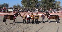 Distinguido y Sospechosa se adjudicaron los principales premios de la Expo Ñuñoa 2019 Distinguido y Sospechosa se adjudicaron los principales premios de la Expo Ñuñoa 2019